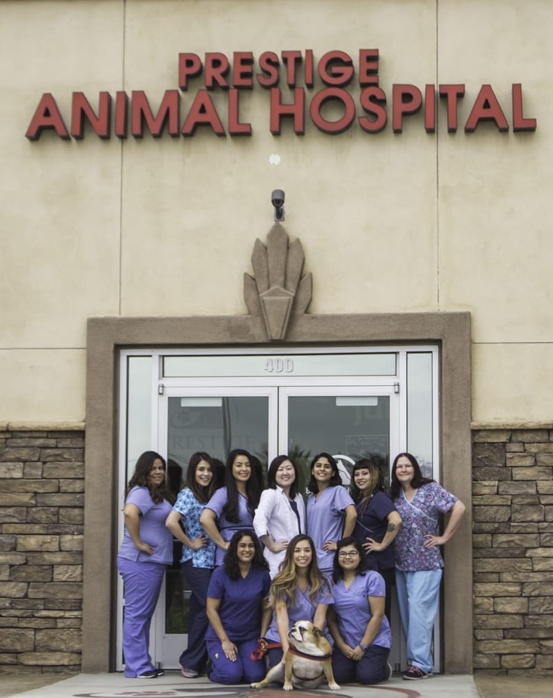 Veterinary Staff at Prestige Animal Hospital in South Fontana